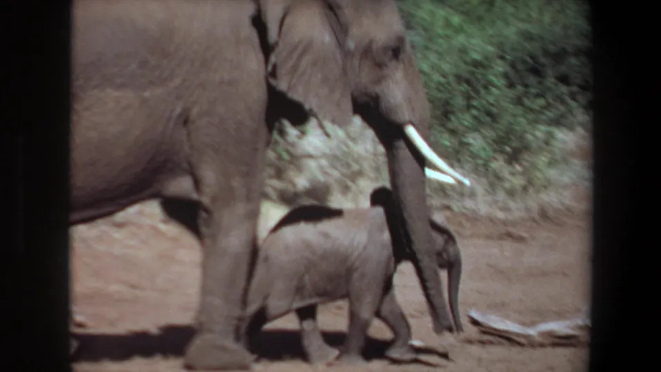1969 Angola frame with a large tusked elephant and calf crossing dusty ground near a pale fallen branch.