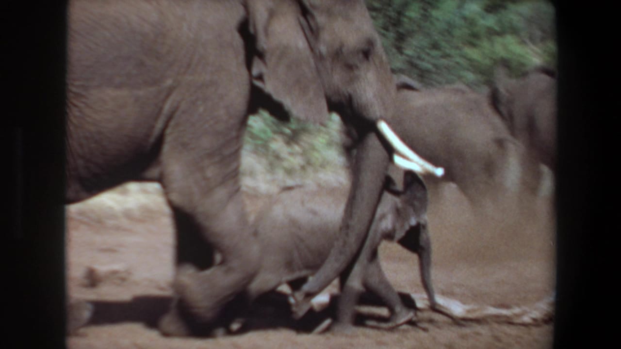 1969 Angola 8mm frame showing an adult African elephant with tusks walking near calves on dry ground.