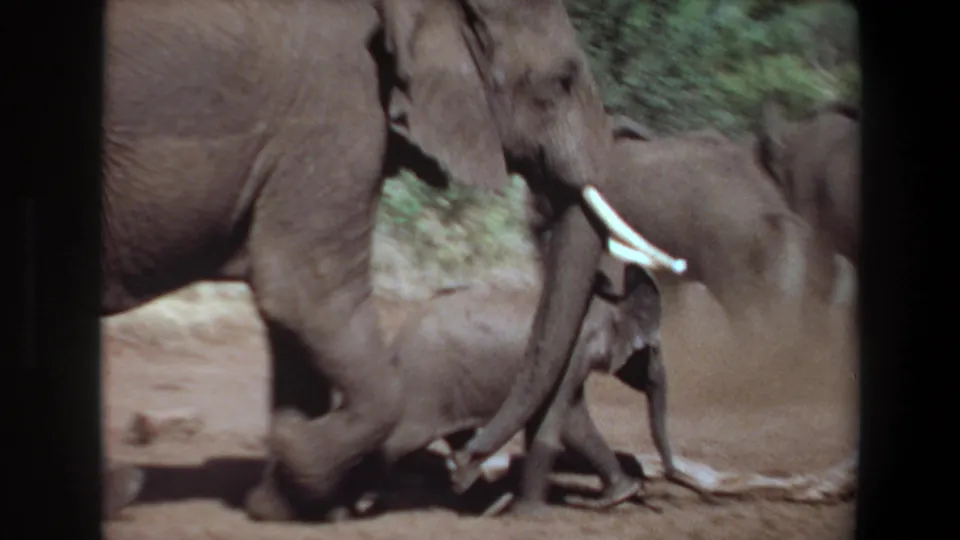 1969 Angola 8mm frame showing an adult African elephant with tusks walking near calves on dry ground.
