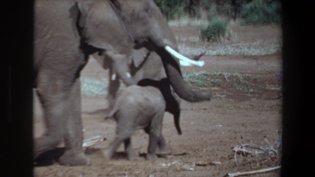 Adult tusked elephant stands near a small calf on open dry ground.