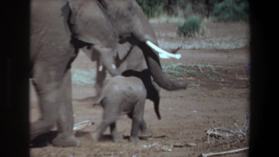 1969 Angola 8mm frame with a tusked adult elephant beside a calf in sparse bushland.