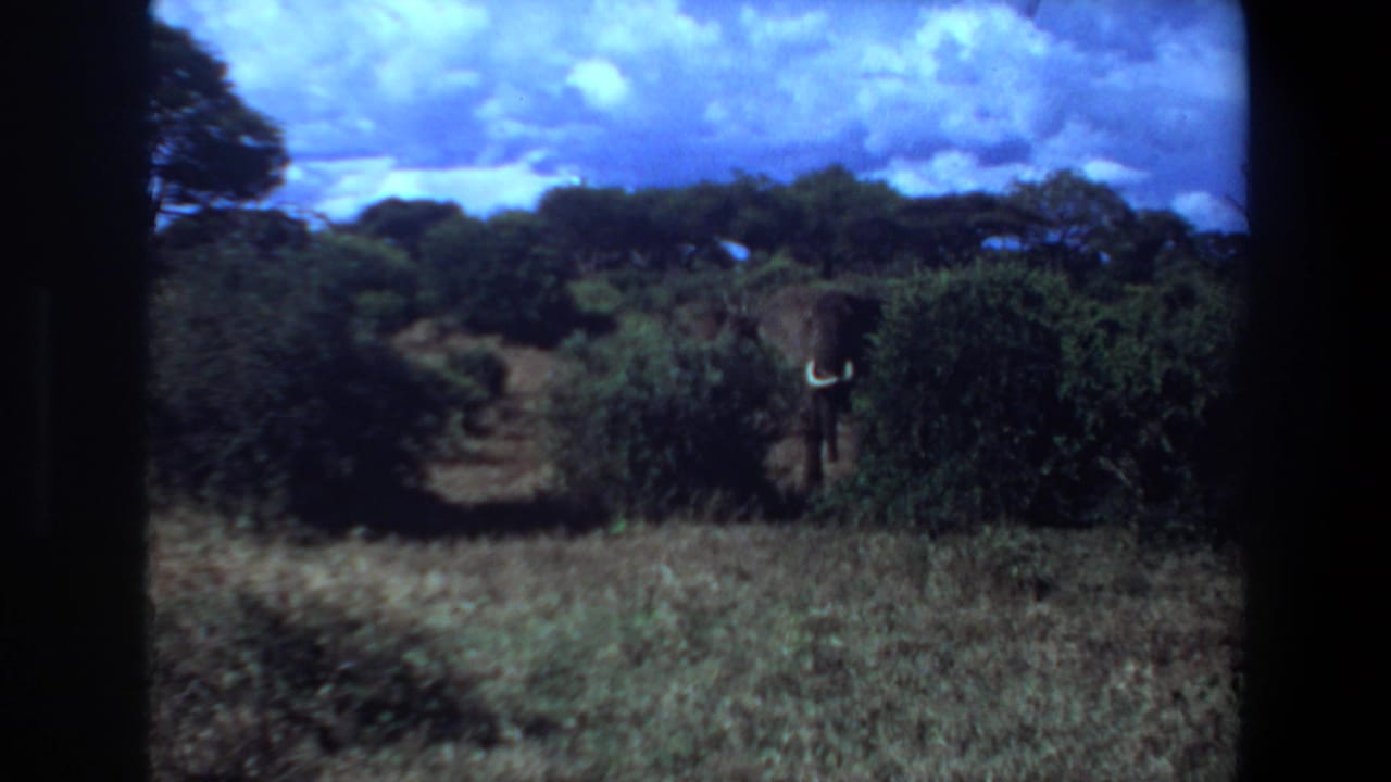 1969 Angola 8mm frame showing an elephant among green shrubs in a savanna landscape.