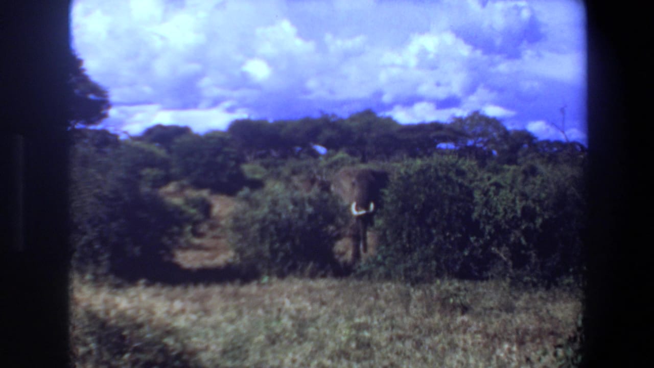 1969 Angola 8mm frame of a distant tusked elephant in bushland beneath a clouded sky.