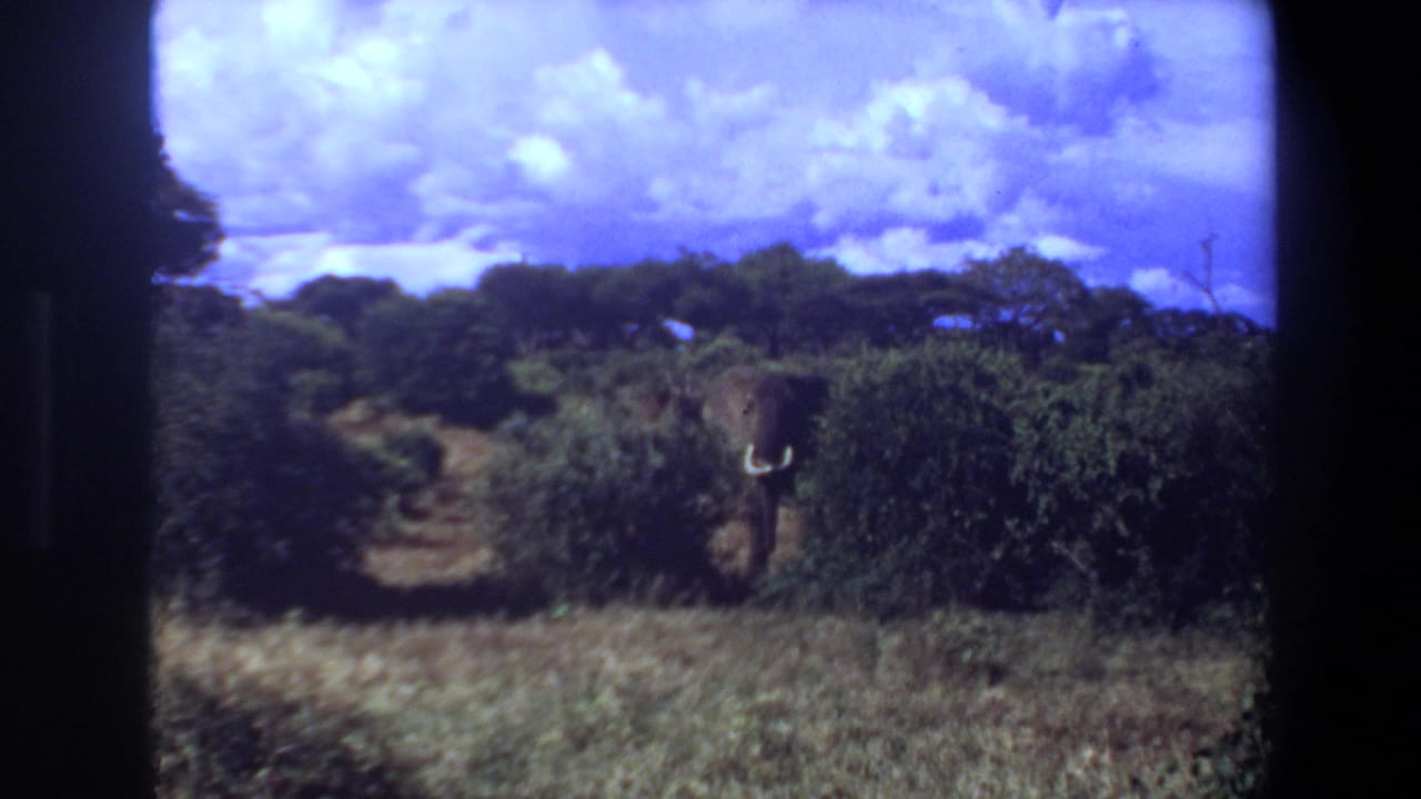 Tusked elephant partly hidden behind bushes in a savanna landscape.