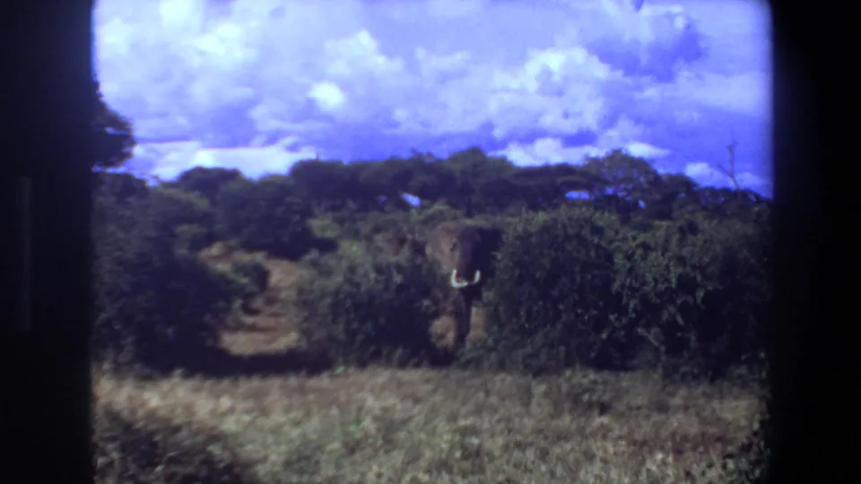 1969 Angola 8mm frame showing a tusked elephant mostly obscured by dense brush under a bright clouded sky.