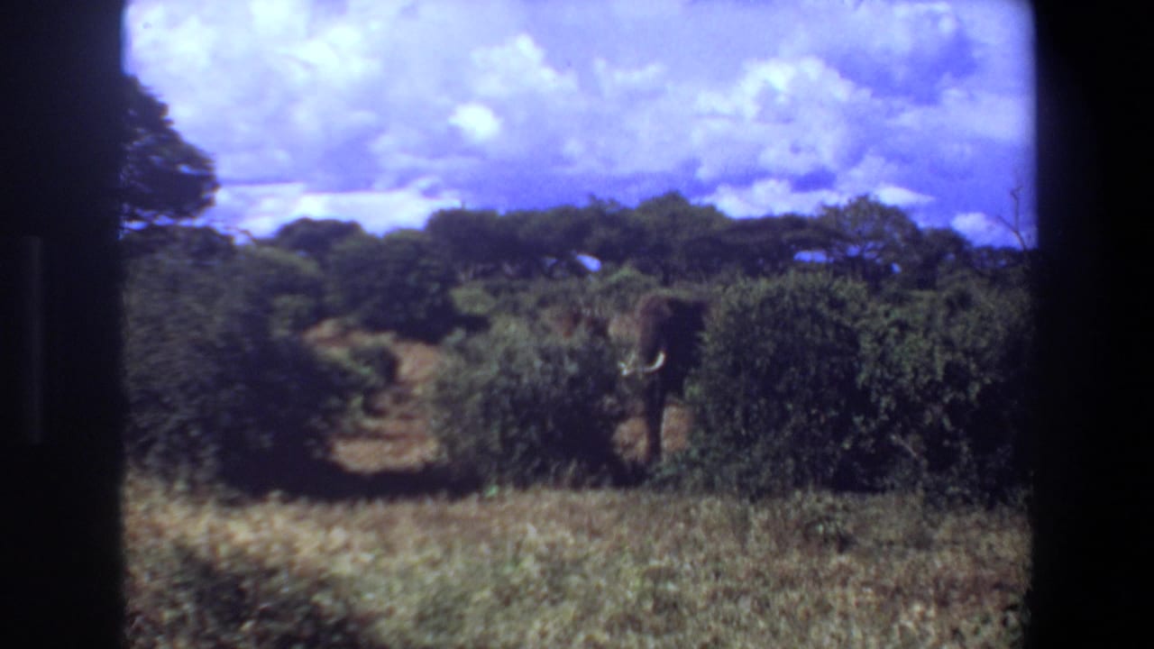 1969 Angola 8mm frame with the elephant's head and tusks visible through savanna vegetation.