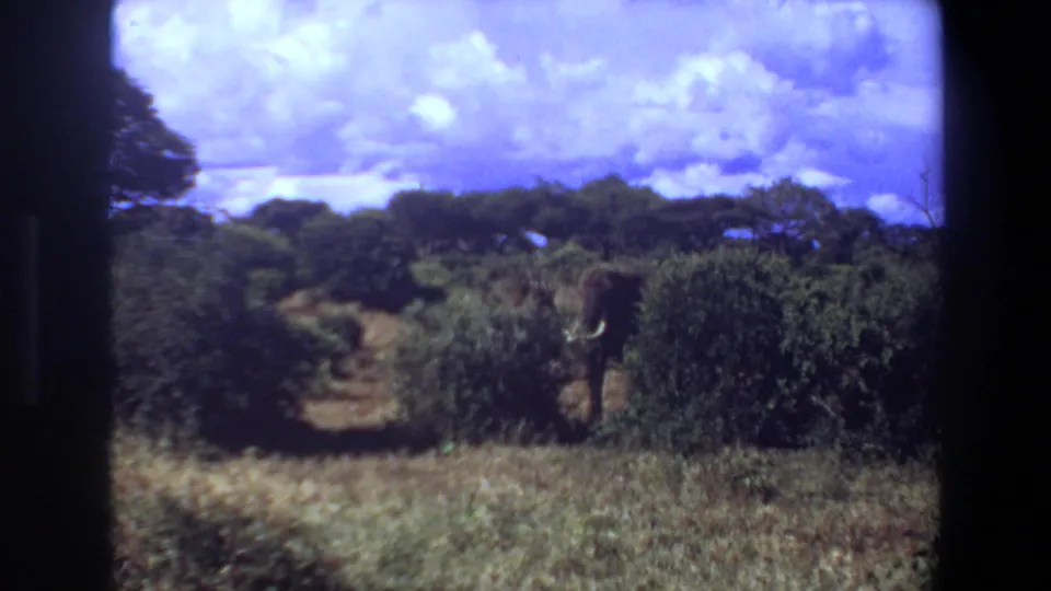 1969 Angola 8mm frame with the elephant's head and tusks visible through savanna vegetation.
