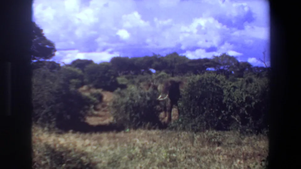 1969 Angola 8mm frame showing a tusked elephant beside dense foliage and a path through the savanna brush.