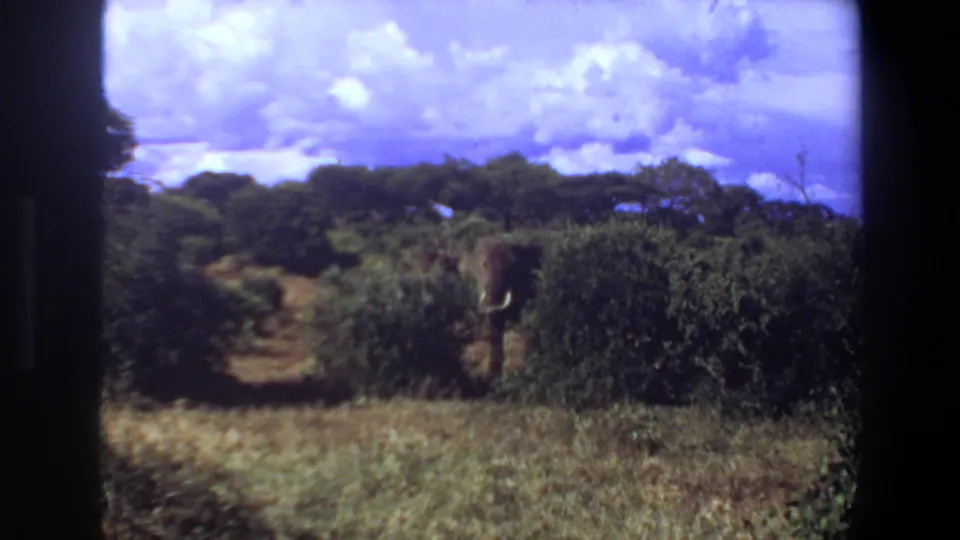 1969 Angola 8mm frame of a tusked elephant partly screened by bushes, with dry grass and clouds behind it.