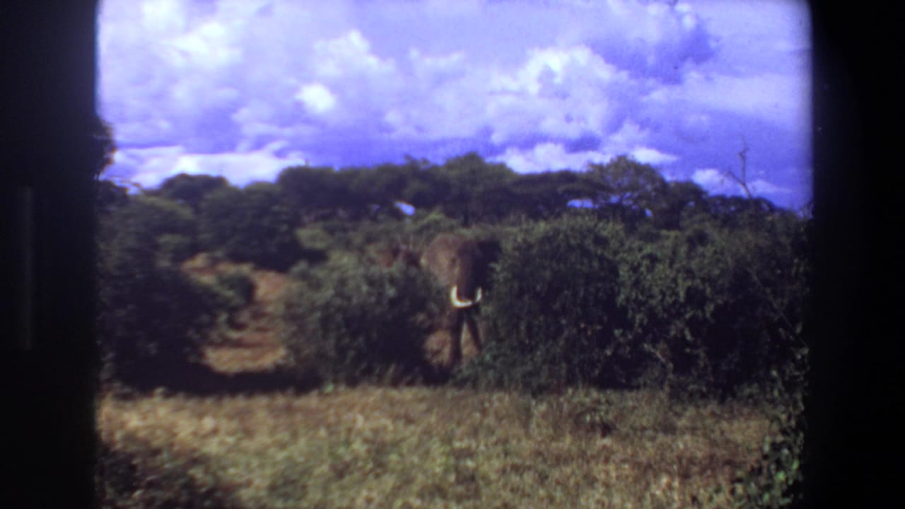 1969 Angola 8mm frame showing an elephant with white tusks emerging from dense shrubs in a grassy savanna beneath bright clouds.