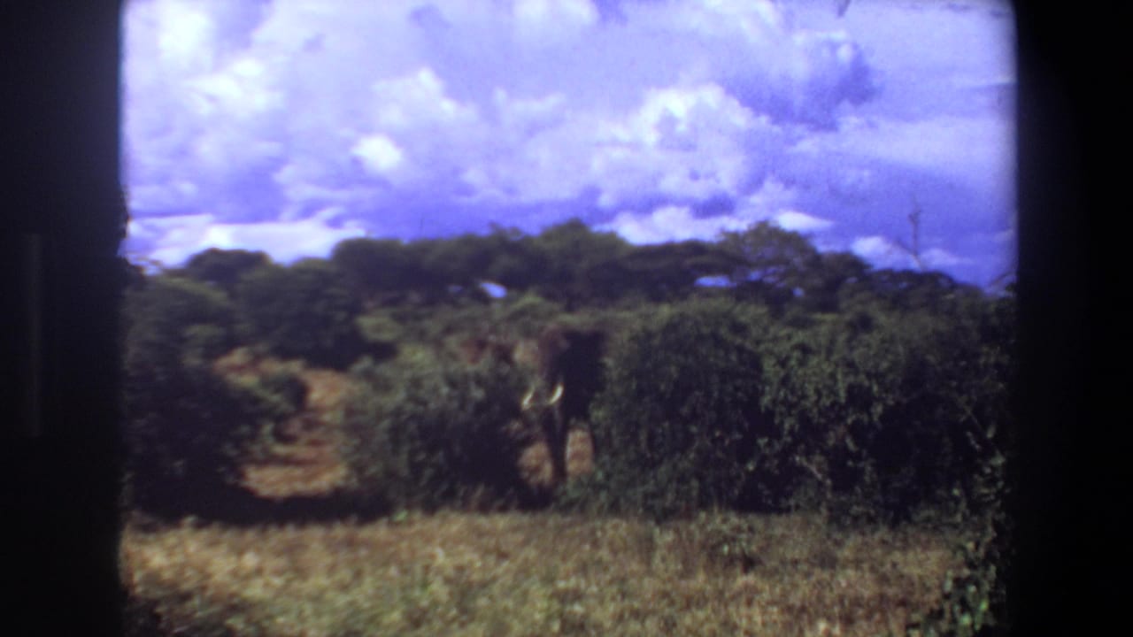 Elephant stands deeper in brush beside a narrow path through shrubs and grass.