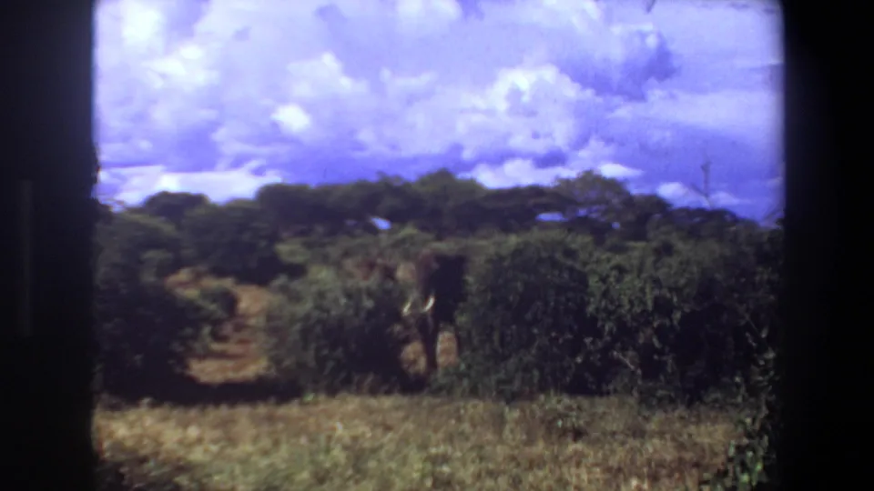 1969 Angola home-movie frame with an elephant partly obscured by bush near a narrow savanna path and low trees.