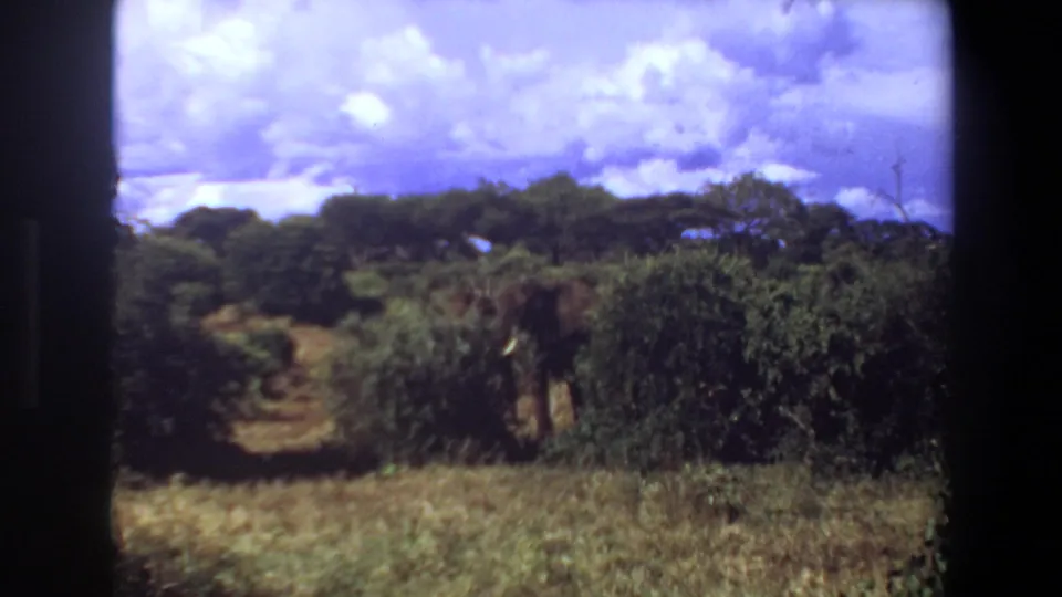 Soft 8mm frame from 1969 Angola showing the elephant mostly hidden by green brush in an open savanna landscape.