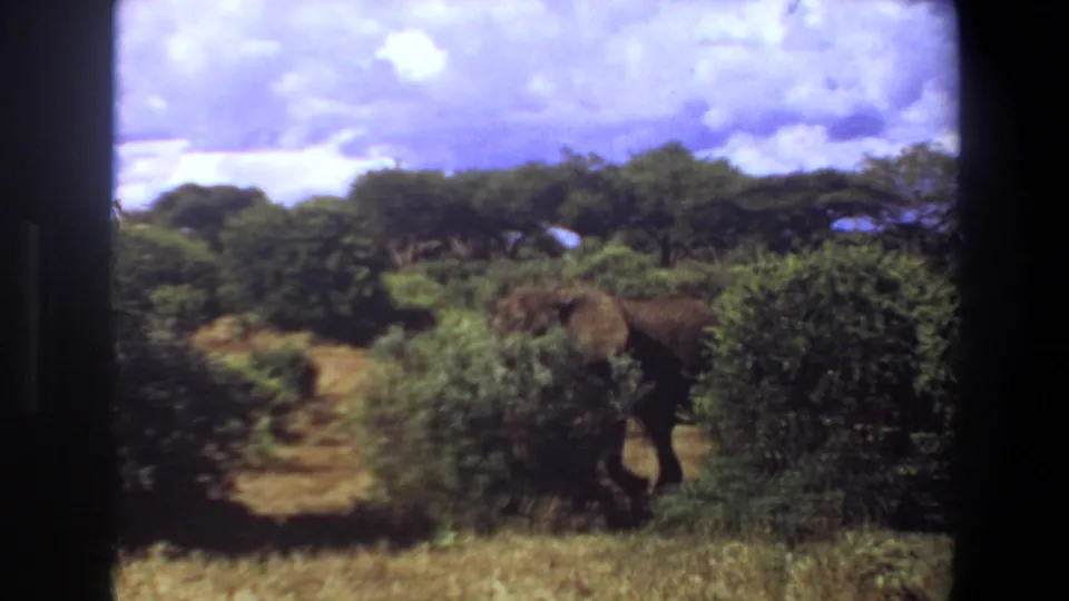 1969 Angola 8mm frame showing the elephant more clearly as it steps out from dense green shrubs under a bright clouded sky.