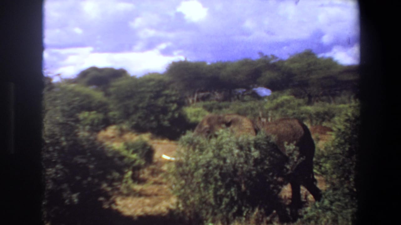 1969 Angola 8mm frame showing a tusked elephant partly obscured by shrubs in open African bushland.