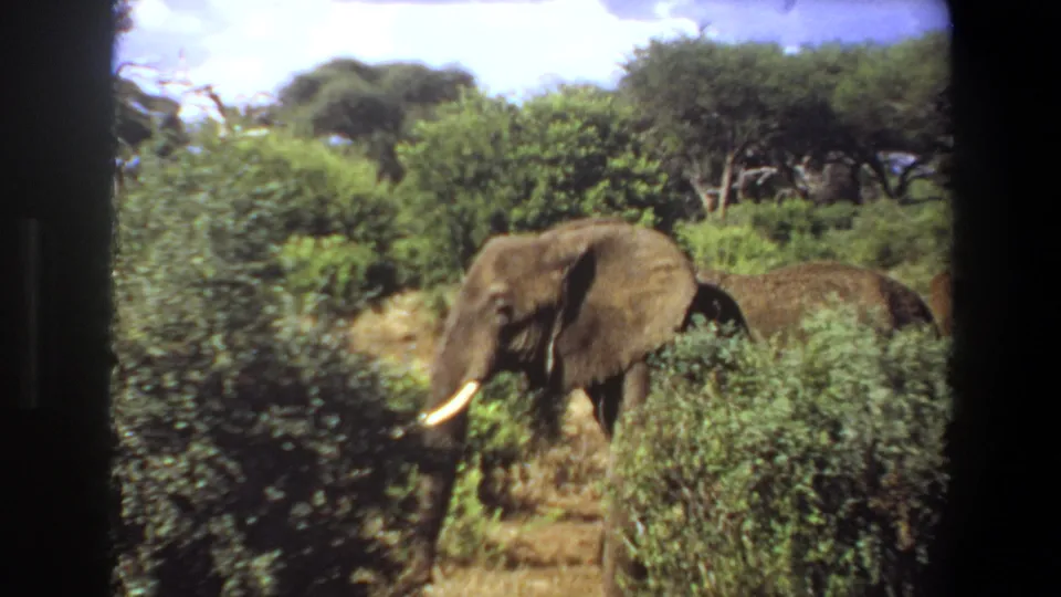 1969 Angola home-movie frame of a tusked elephant walking through dense green vegetation.