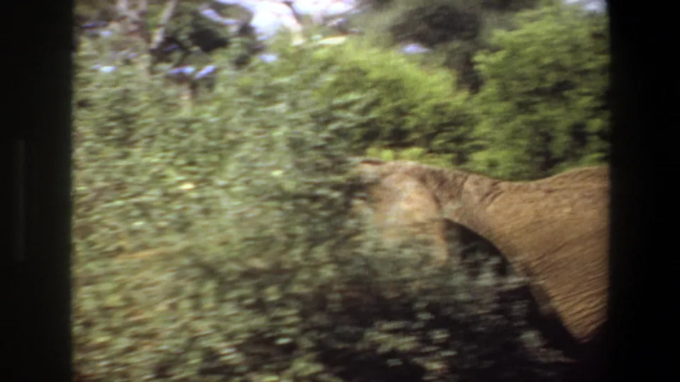 1969 Angola 8mm frame with the side of an elephant partly concealed by tall bushland vegetation.