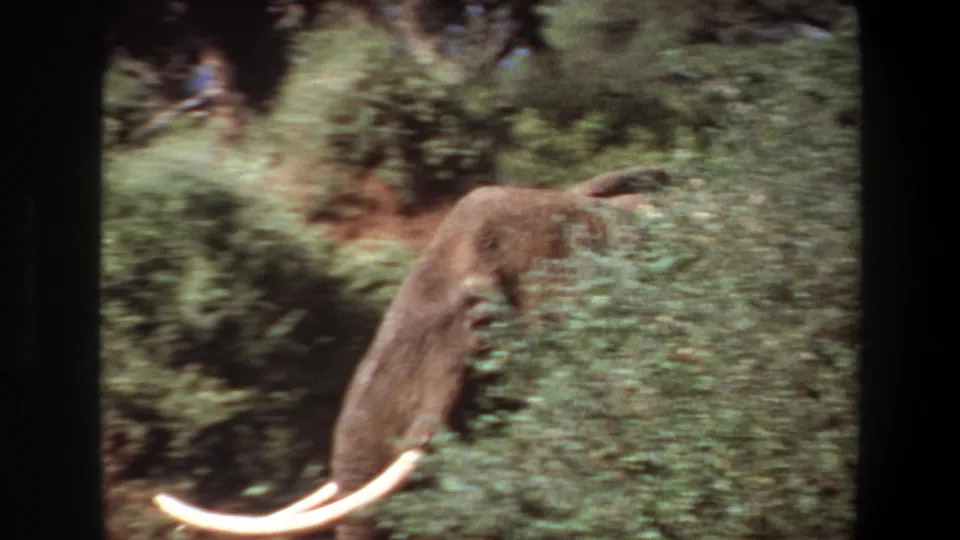 1969 Angola frame showing a close view of a tusked elephant head partly hidden by shrubs.
