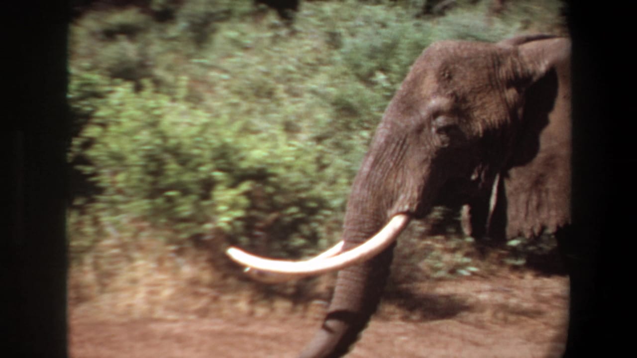 Tusked elephant walking past green brush with dark vertical frame bars in the foreground.