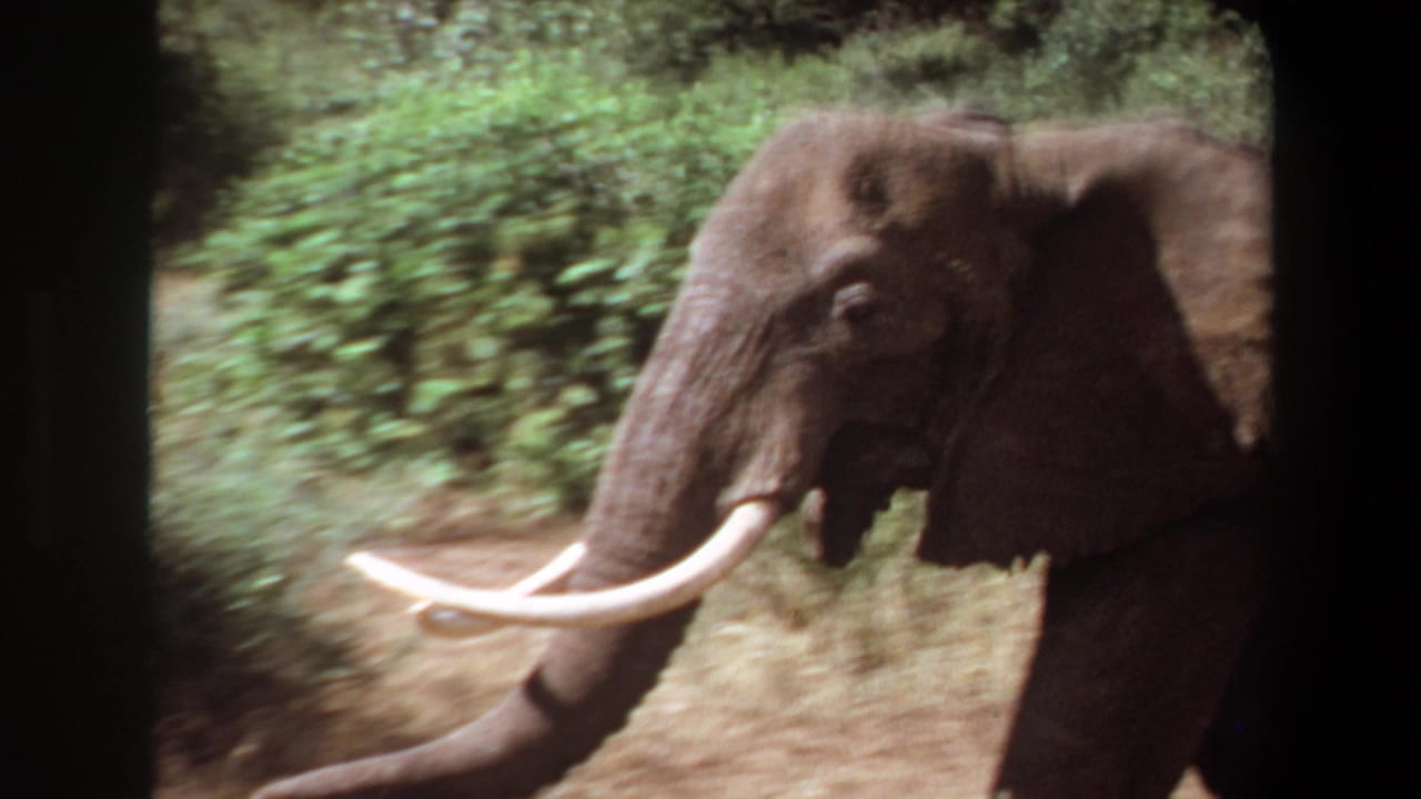 Elephant in side view with long tusks moving beside dense green vegetation.