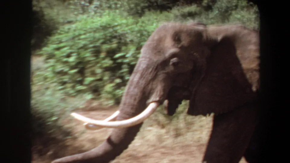 1969 Angola 8mm frame of a tusked elephant moving rightward beside thick vegetation, with soft focus and vehicle-obscured framing.