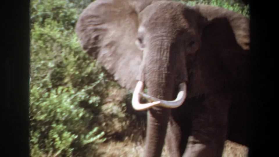 1969 Angola 8mm frame showing the elephant facing the camera, ears spread, tusks visible, and foliage close behind.
