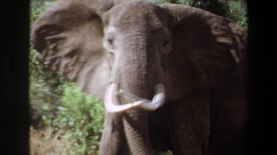 1969 Angola 8mm frame of a tusked elephant looking toward the camera, partly hidden by a dark vertical obstruction and surrounding greenery.