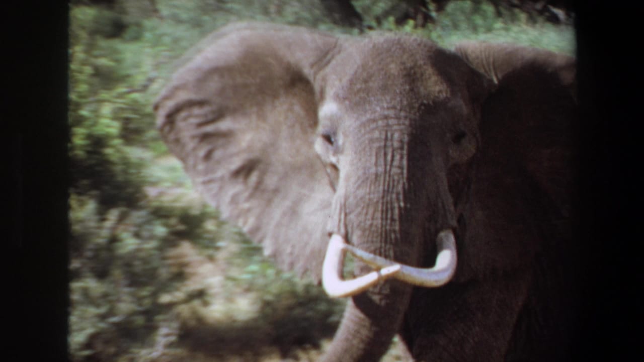 1969 Angola 8mm frame showing an adult elephant with curved tusks moving through dense green vegetation.