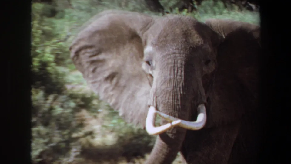 1969 Angola 8mm frame showing an adult elephant with curved tusks moving through dense green vegetation.