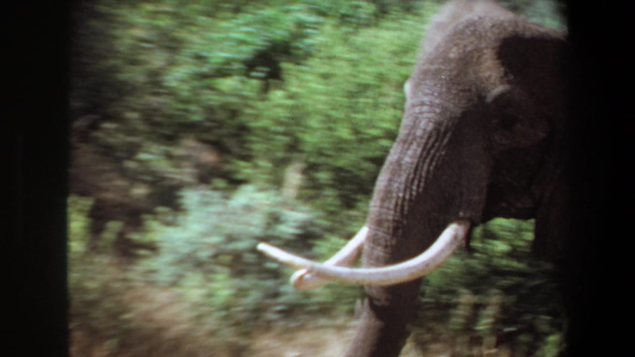 Side view of an adult elephant with tusks moving past blurred greenery.