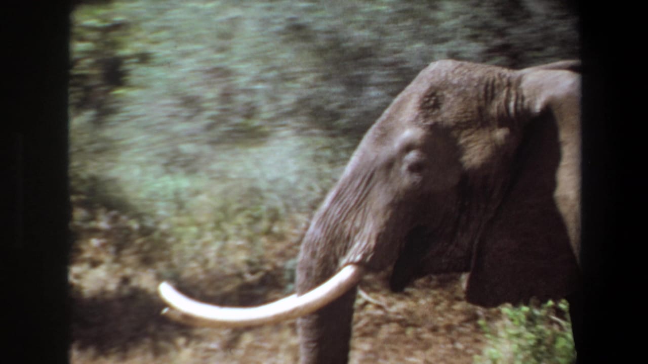 1969 Angola 8mm frame with a tusked elephant partly obscured by brush and handheld framing.