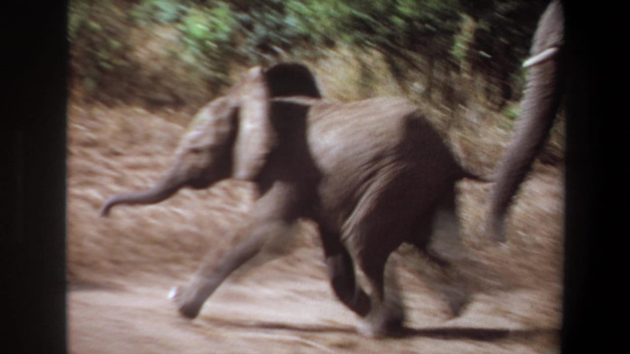 1969 Angola 8mm frame showing a baby elephant moving beside adult elephants through sparse brush.