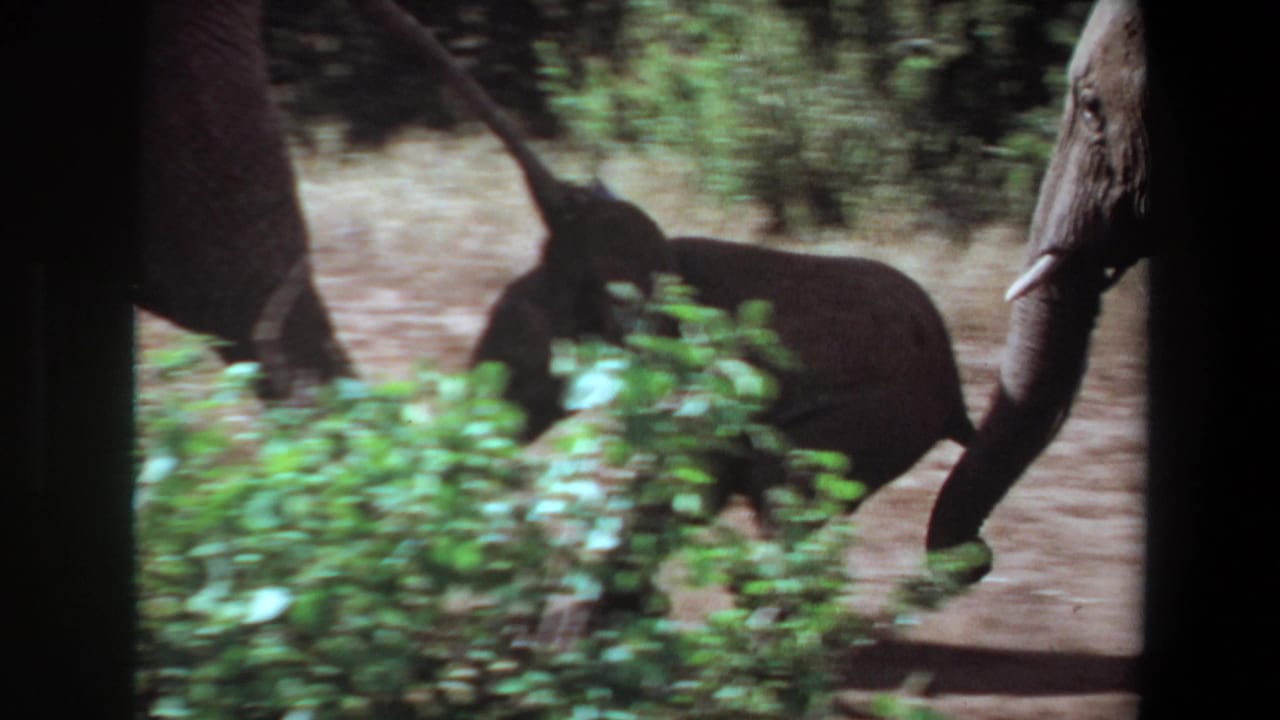 Adult elephants and a smaller elephant moving behind green shrubs.