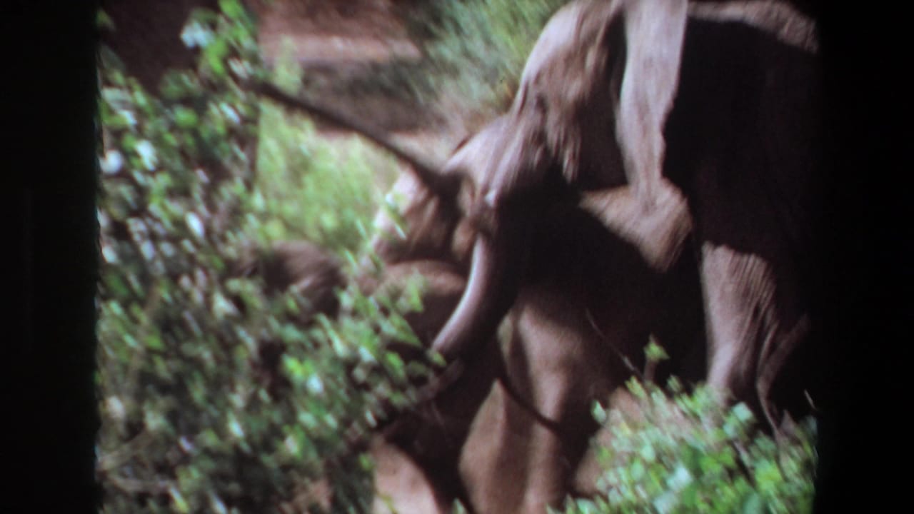 A blurred 8mm frame from Angola shows elephants close together near dense low greenery.