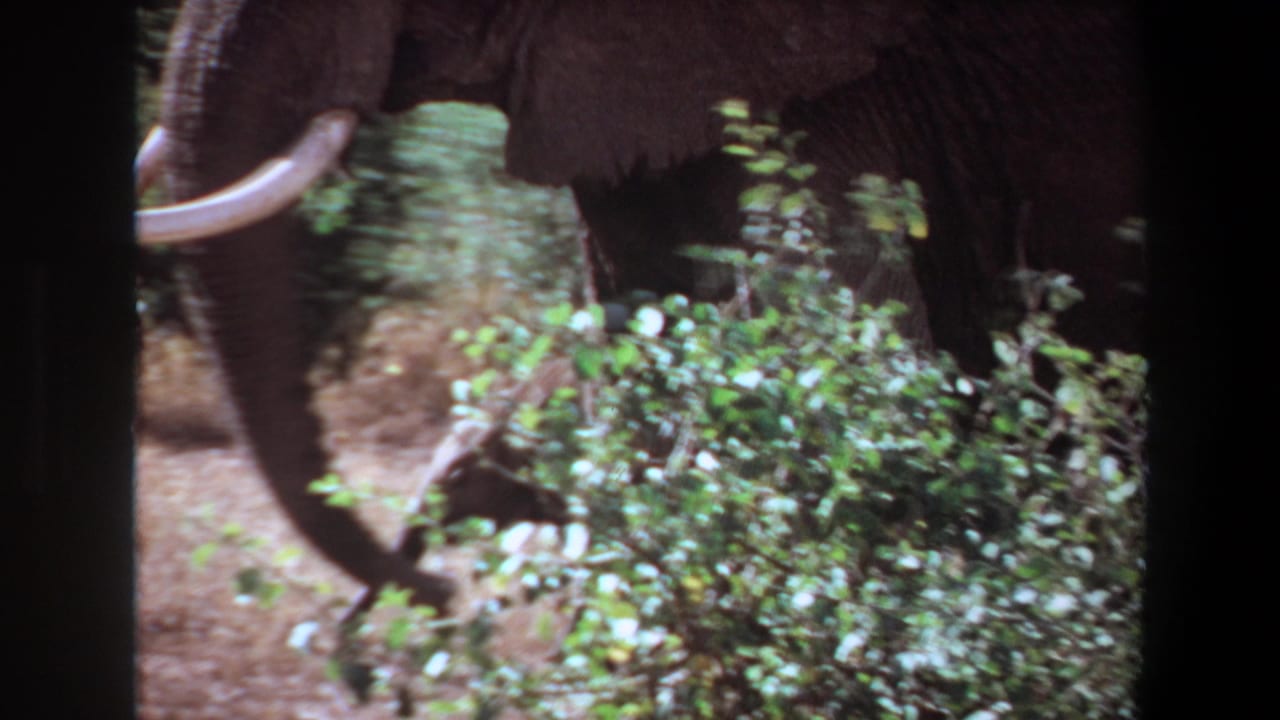 An adult elephant with visible tusk moves past shrubs in 1969 Angola 8mm wildlife footage.