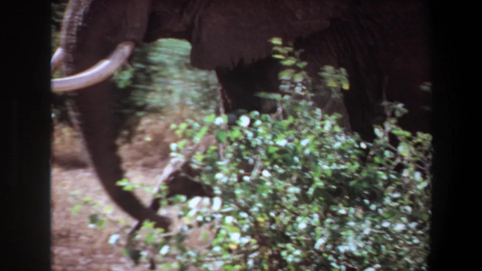 An adult elephant with visible tusk moves past shrubs in 1969 Angola 8mm wildlife footage.