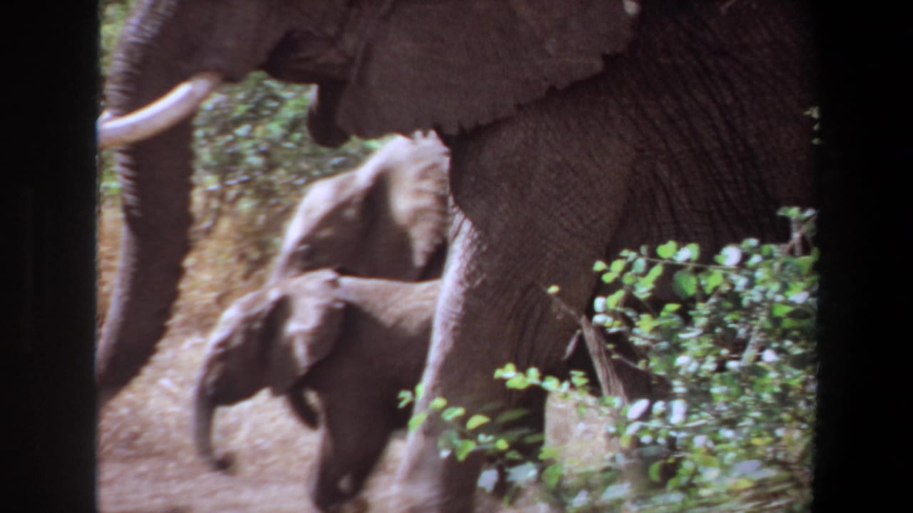 Adult elephants and a calf walking through trees and green brush.