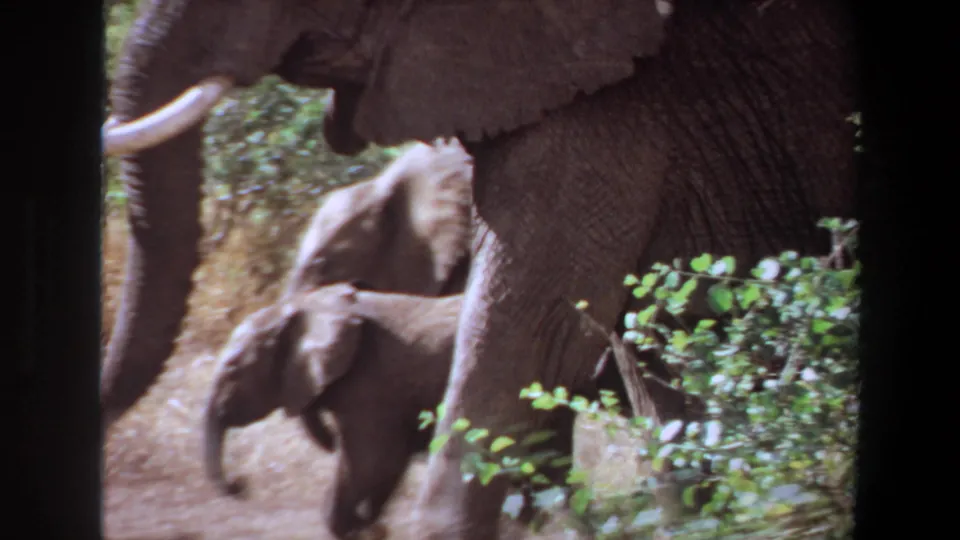 1969 Angola 8mm frame showing adult elephants with a calf moving through dense green forest vegetation.