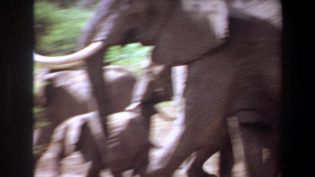 1969 Angola 8mm frame with tusked adult elephants and a calf moving quickly through forest cover.