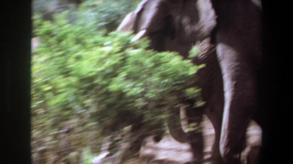 Handheld 1969 Angola 8mm frame showing an elephant close to camera amid blurred forest foliage.