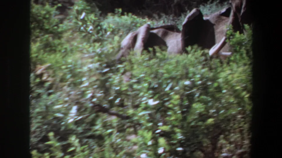 1969 Angola 8mm frame of elephants partly obscured by dense forest vegetation, with a tusk visible at right.