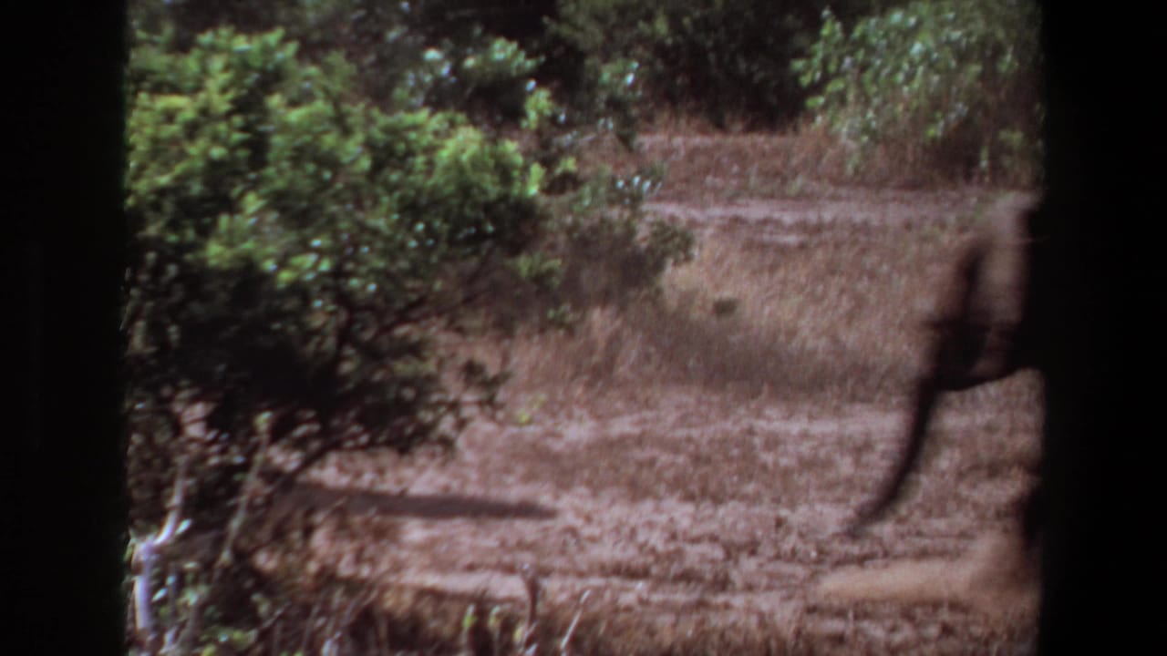 Blurred elephant moving near shrubs beside a dirt path with dark 8mm borders.