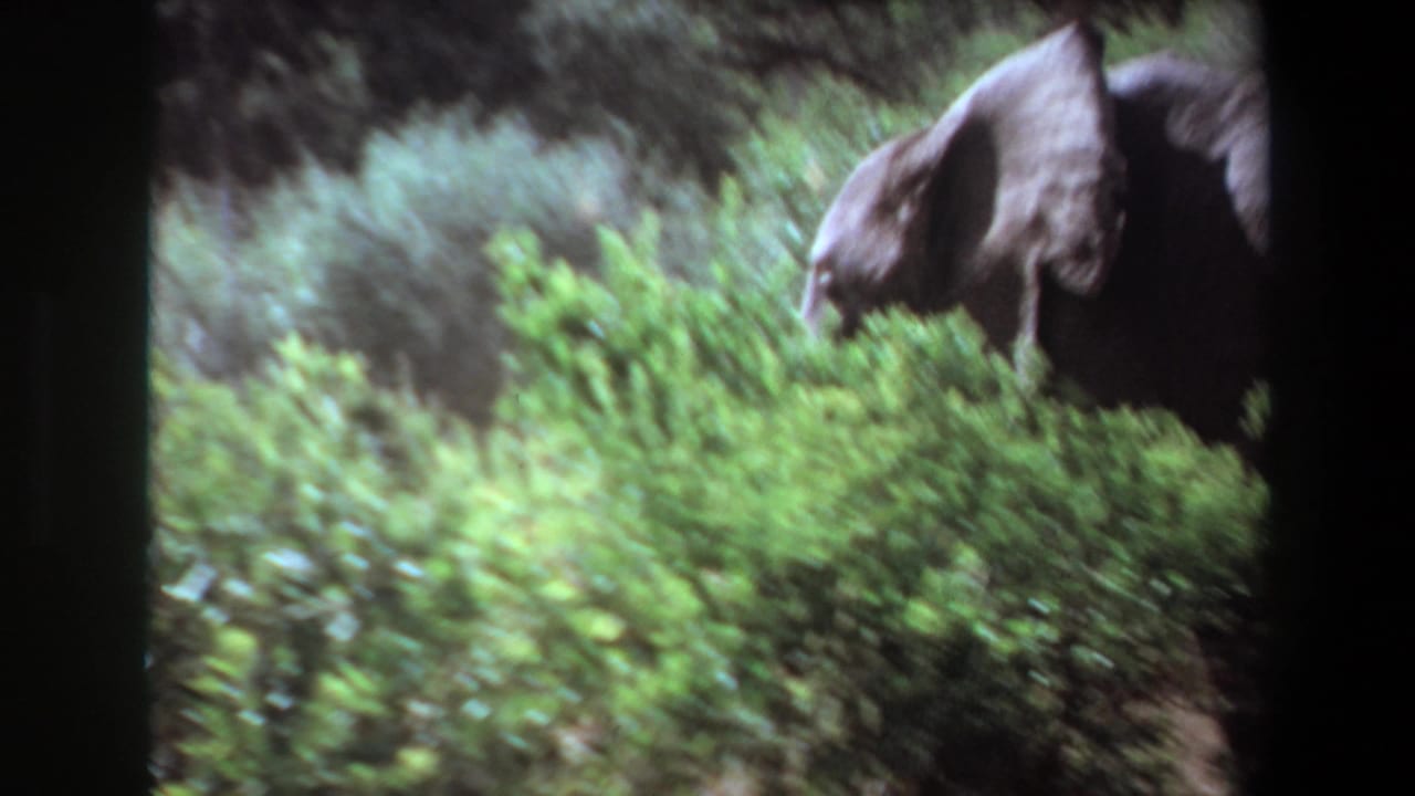 1969 Angola 8mm frame with an elephant partly obscured by bright green brush, its head and tusk visible at the right edge.
