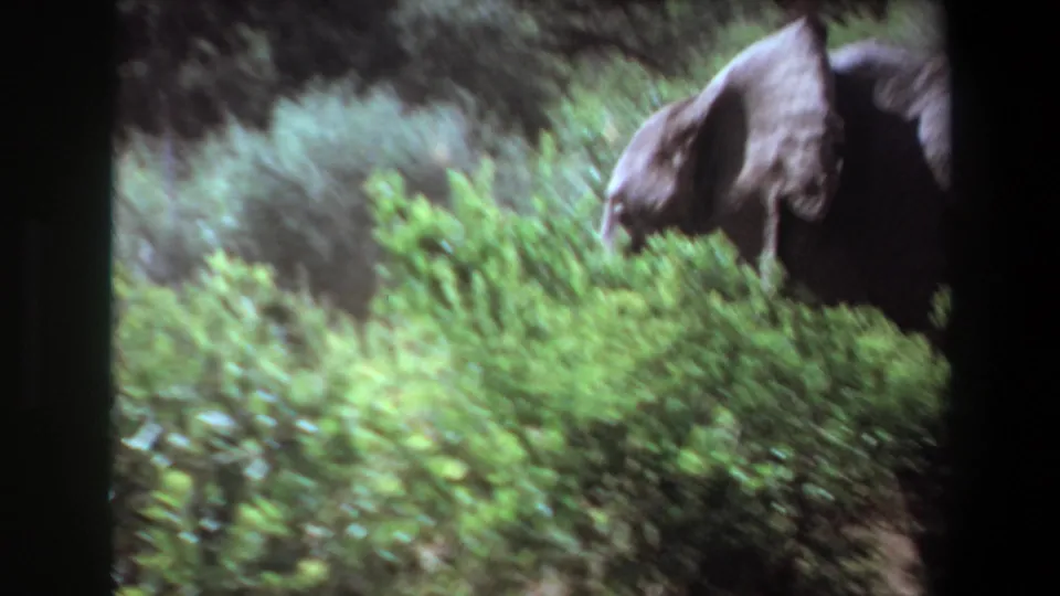 1969 Angola 8mm frame with an elephant partly obscured by bright green brush, its head and tusk visible at the right edge.