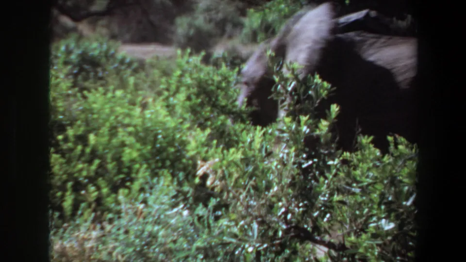 1969 Angola 8mm frame showing a large elephant moving behind shrubs, with a pale track and dense vegetation around it.