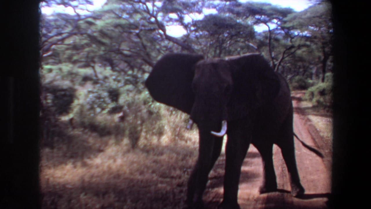 1969 Angola 8mm frame of a tusked elephant moving along a dirt road through wooded savanna vegetation.