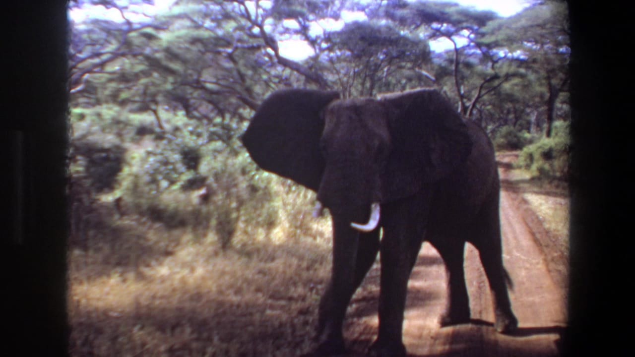 1969 Angola 8mm frame showing a tusked elephant on a reddish dirt road with dense savanna trees behind it.