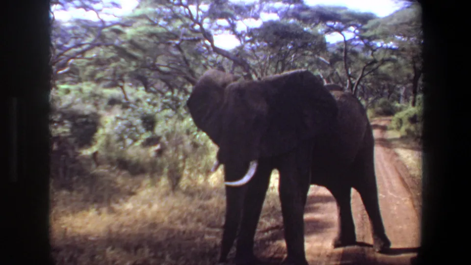 1969 Angola 8mm frame of a tusked elephant near the road edge, partly facing the camera amid dry grass and trees.