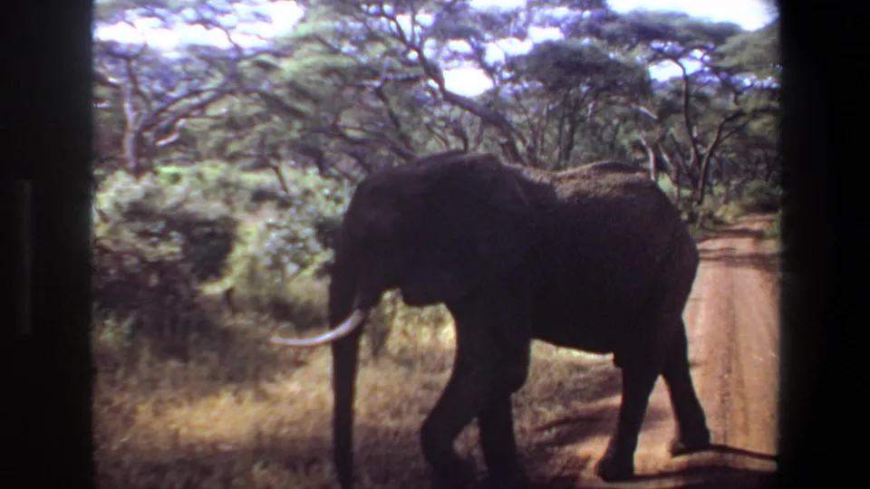 1969 Angola 8mm frame of a tusked elephant walking rightward on a dirt road through savanna trees and grass.