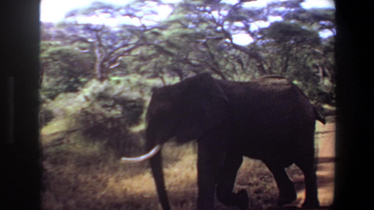 A large tusked elephant walks through a wooded Angola landscape in 1969 8mm home-movie footage.